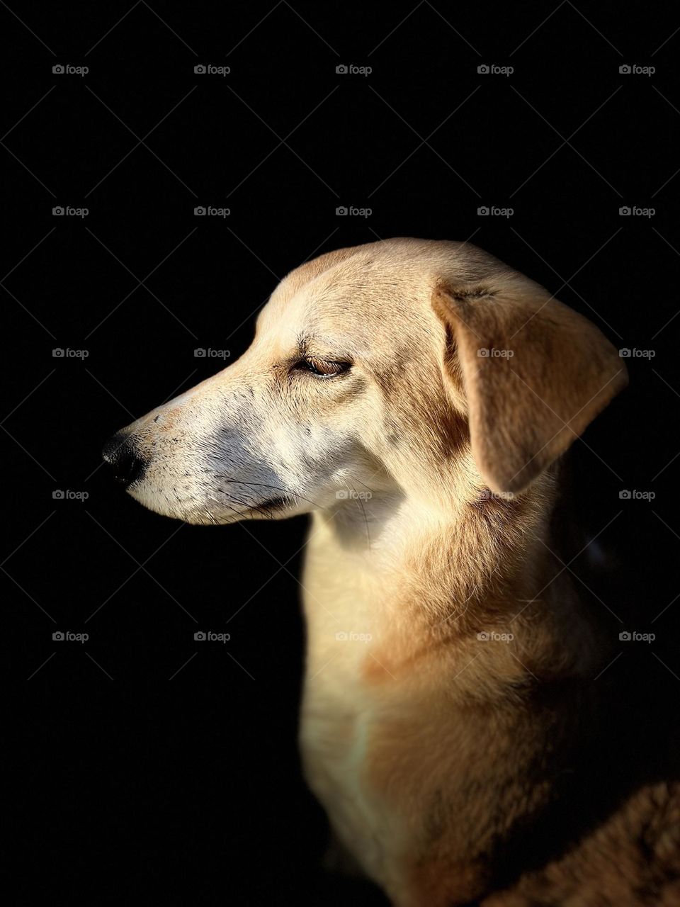 Closeup portrait in profile of a mixed breed dog in repose. Dark background emphasized the white and tan fur.