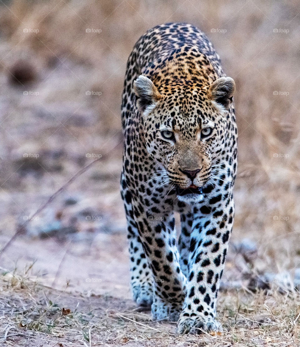 Sabi Sands,South Africa