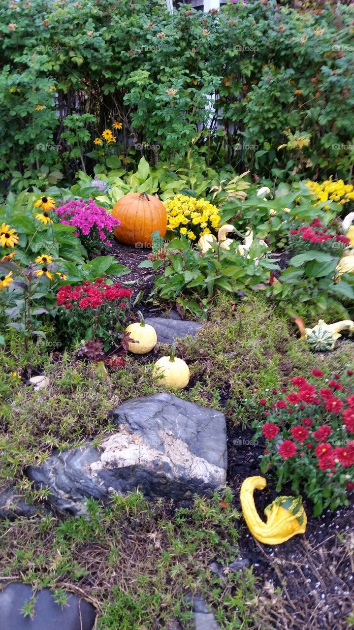 Pumpkins  & Gourds