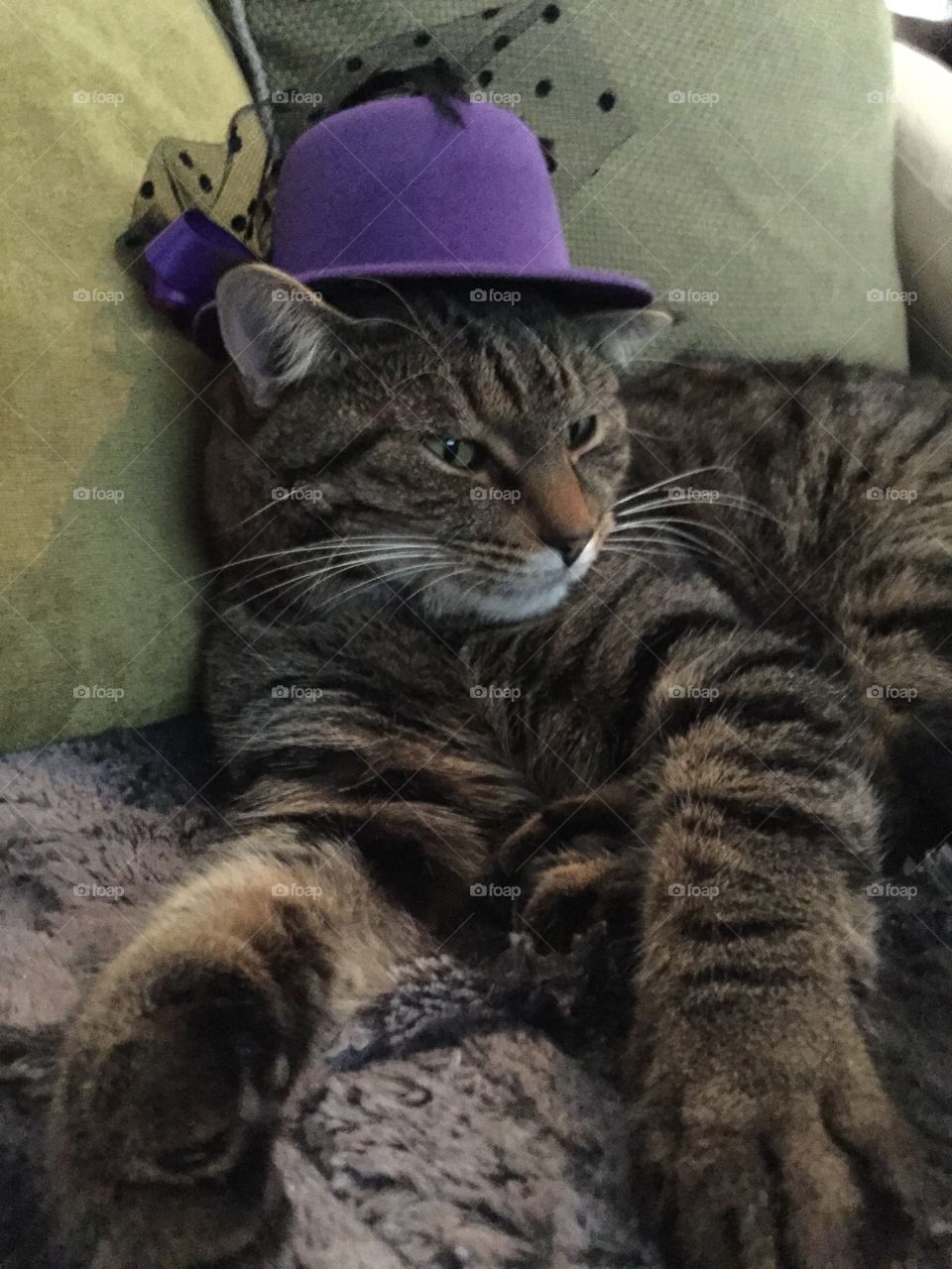 Cat in a hat