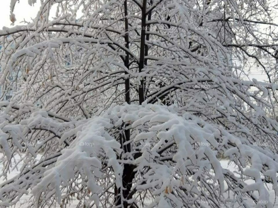 Зимний вечер в лесу