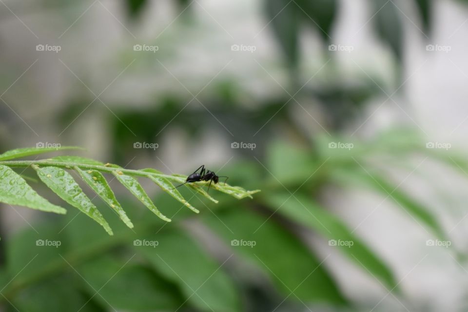 Picture of Ant