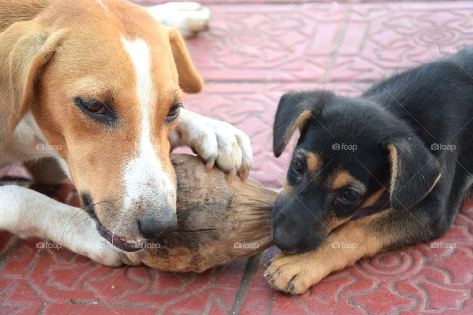 Two dogs playing 