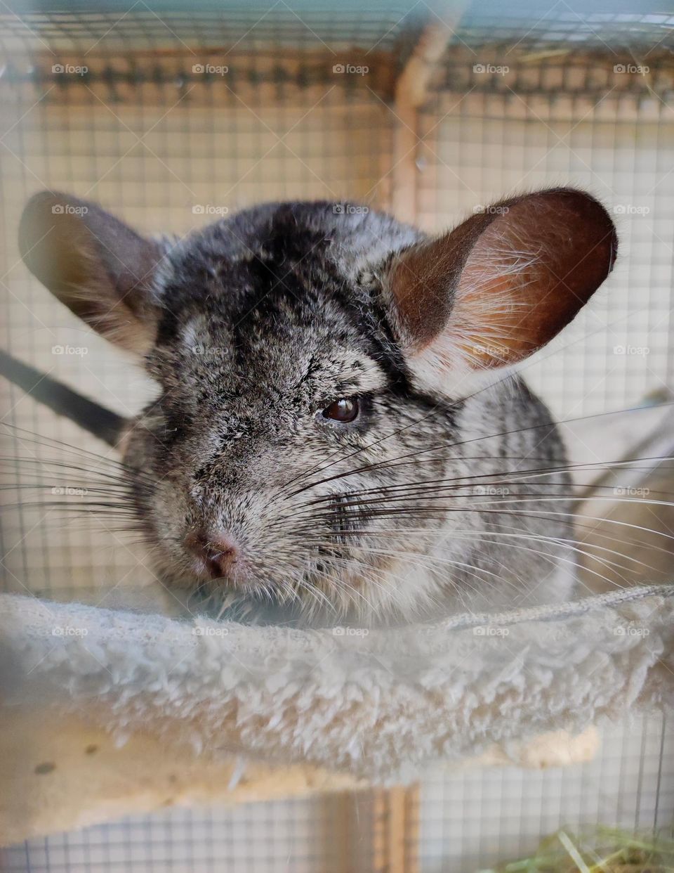 Sleepy baby chinchilla / Cute pet / Chinchilla at home / Beautiful animals / Lovely chinchilla pet