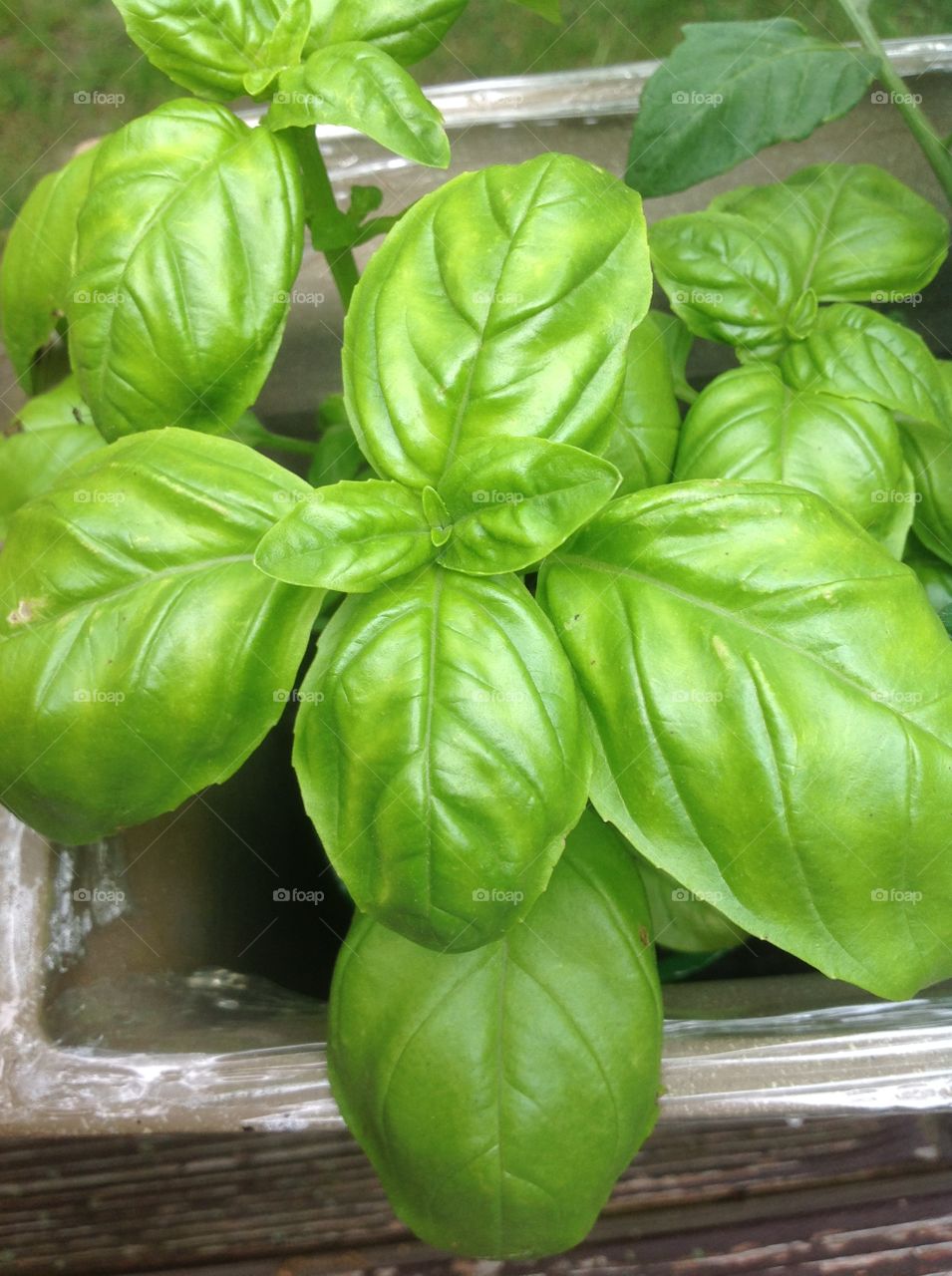 Basil leaves.