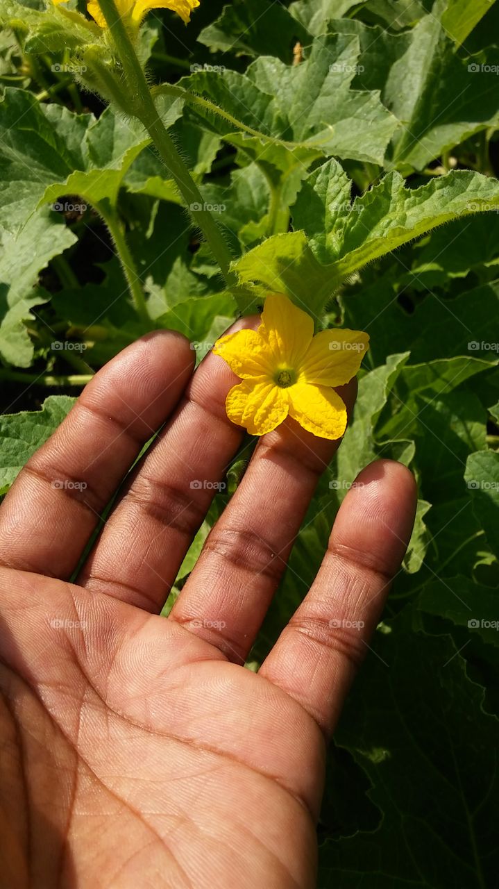 Nature, Flora, Leaf, Garden, Farm