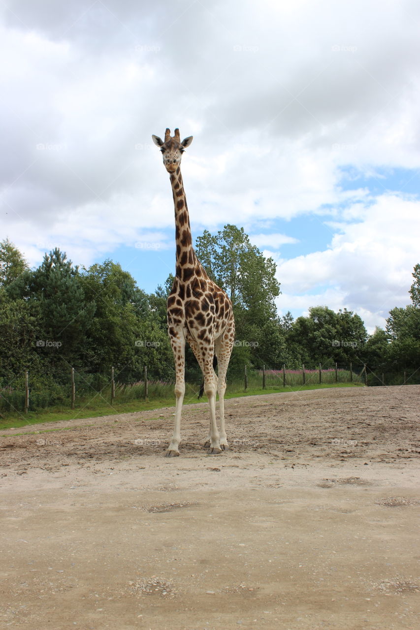 The  tall animal, giraffe
