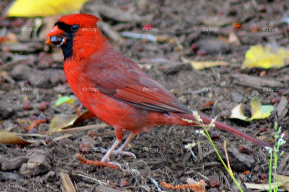 Cardinals 