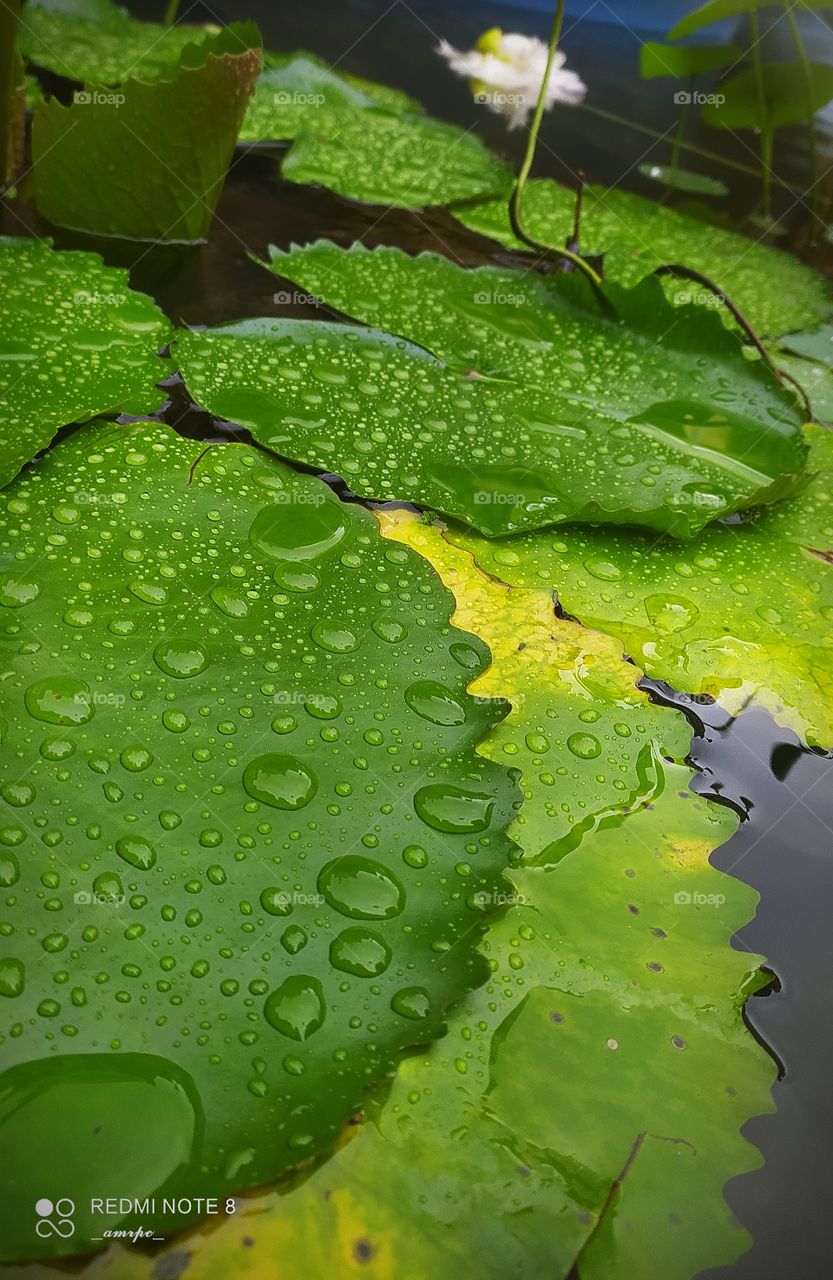 The humongous foliages of water lily plants clicked from a garden on a rainy morning. The different hues of green in this picture is on it's own healing.