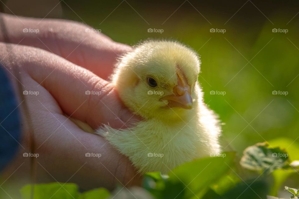 Little girl being gentle with a tiny fluffy chick. 