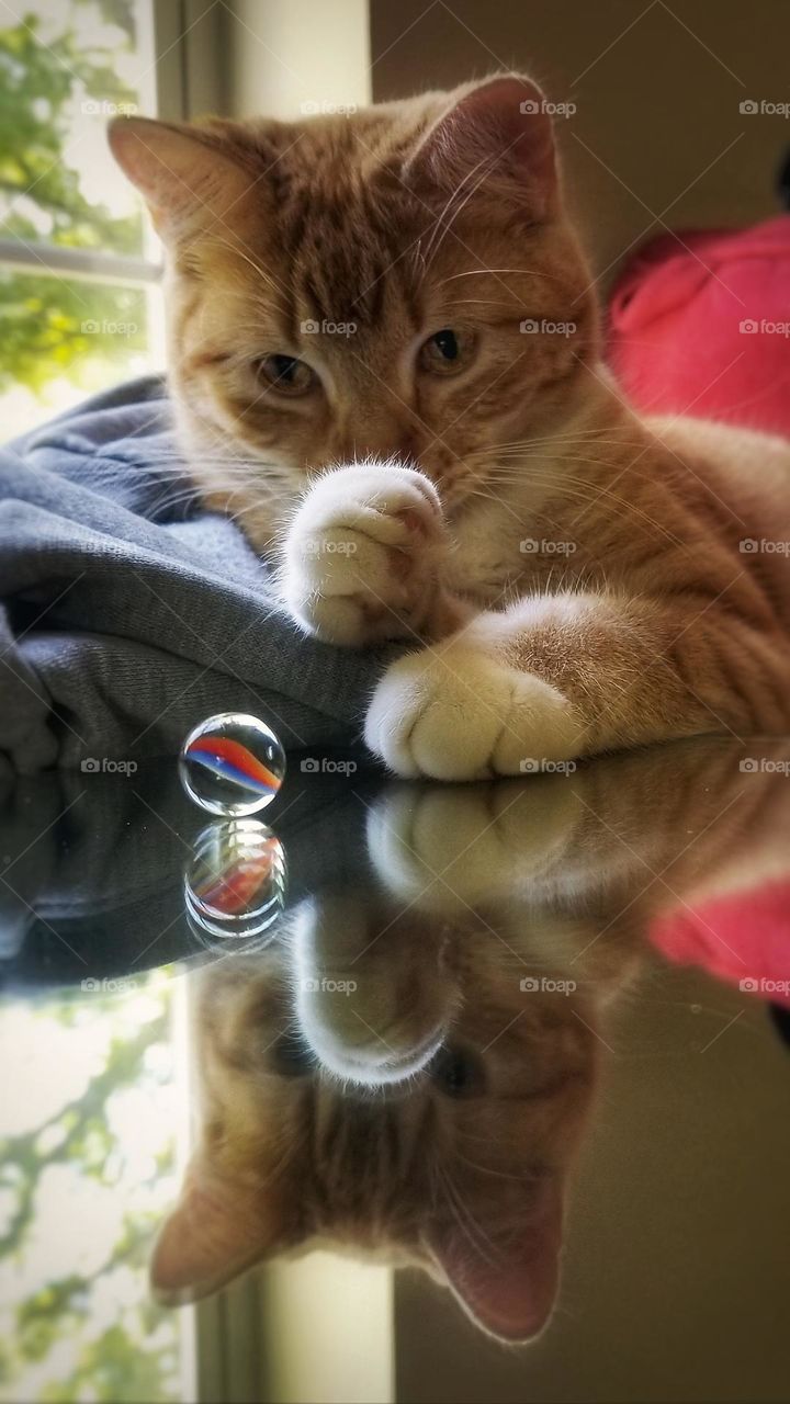 Kitten Looking at Marble with Reflection