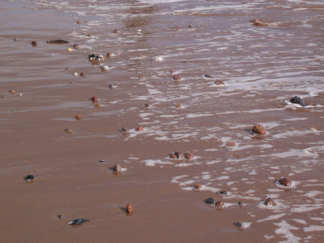 Beach, Water, No Person, Sand, Seashore