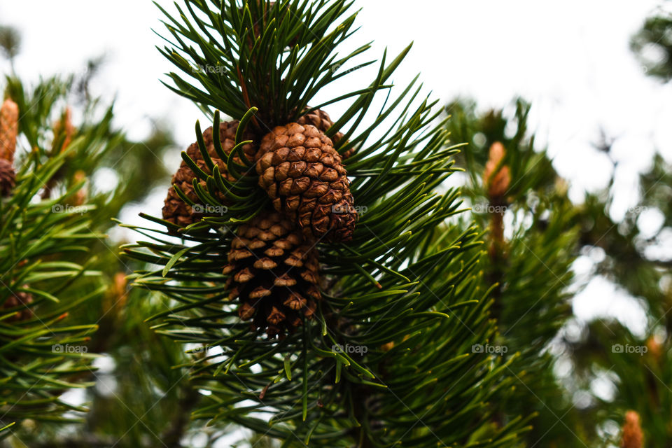pine cones in the mountains on a tree
