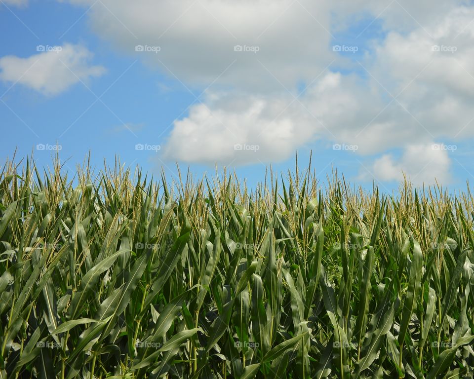 Corn and sky