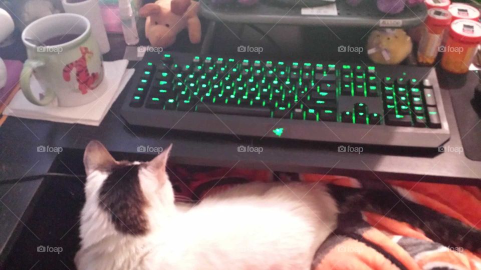 cat on lap while trying to game