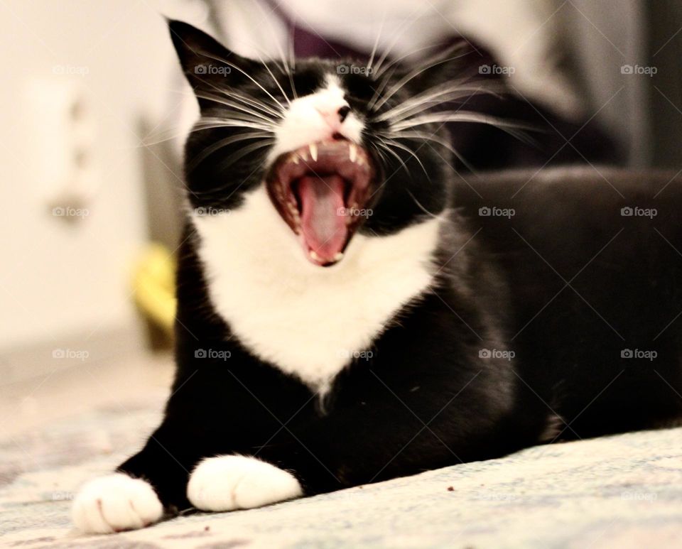 Feeling drowsy, cat yawning