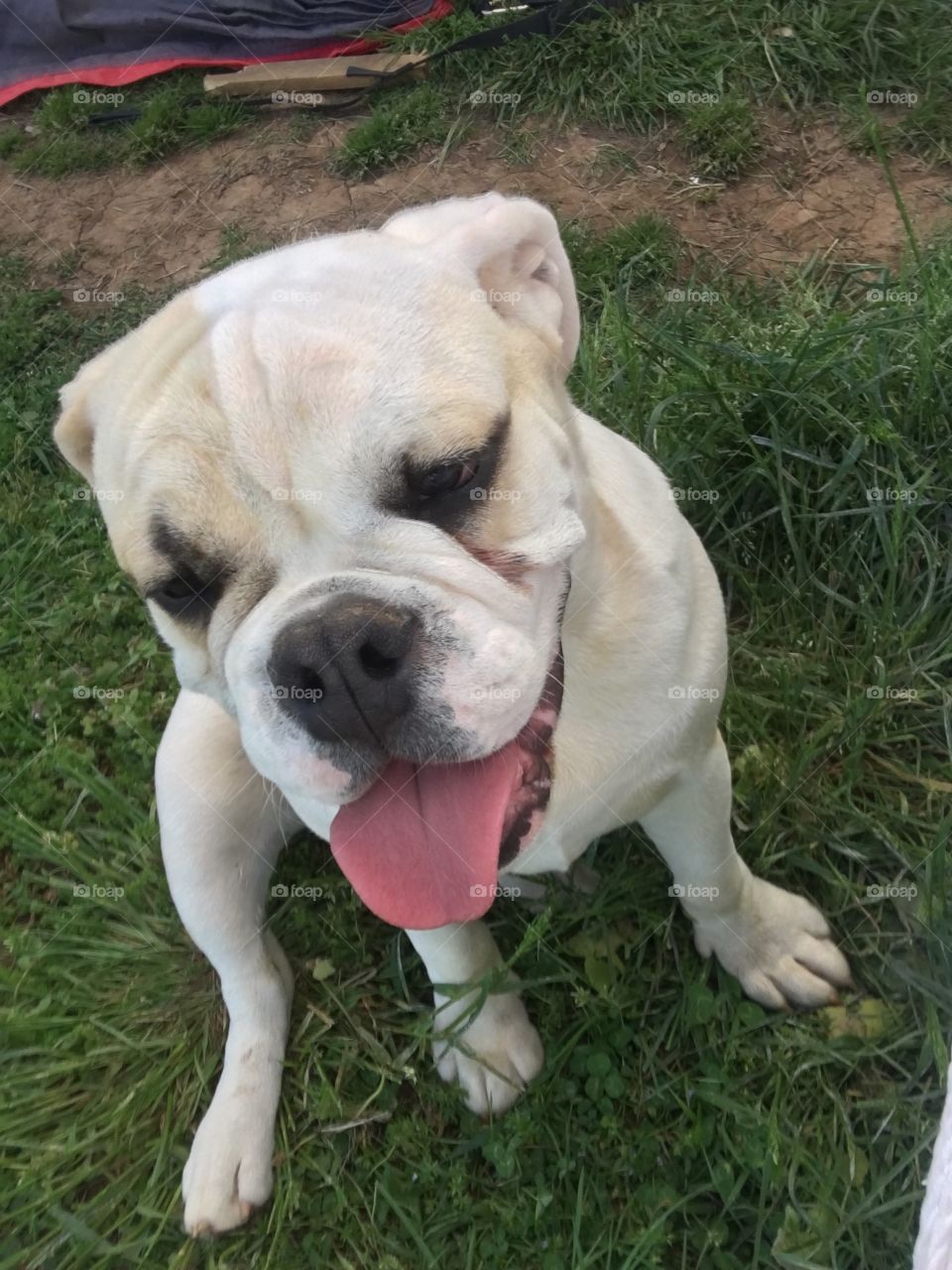 Hello my name is Chubbs!