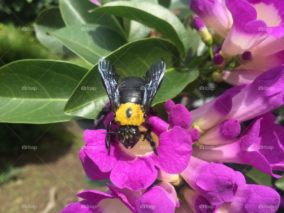 The beetle was looking for honey in the flowes