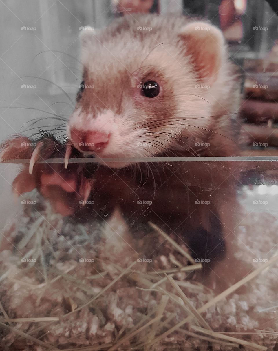 I meet this cutie hamster at a pet shop I couldn't take him home sadly but my heart remins with me.