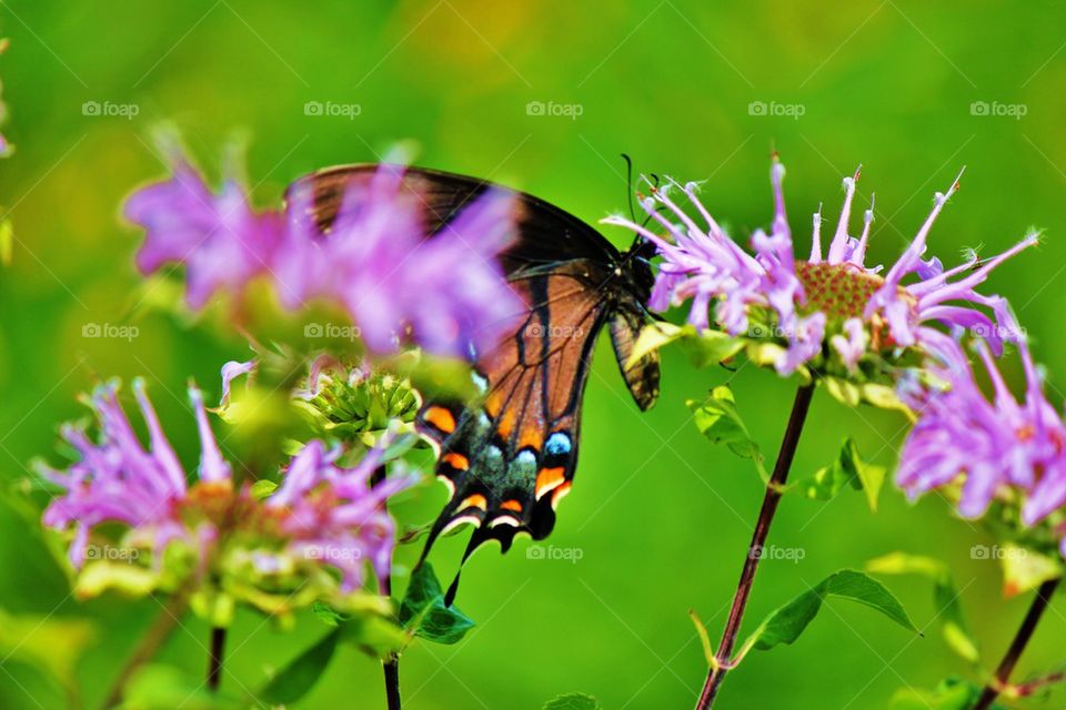 Butterfly feeding 
