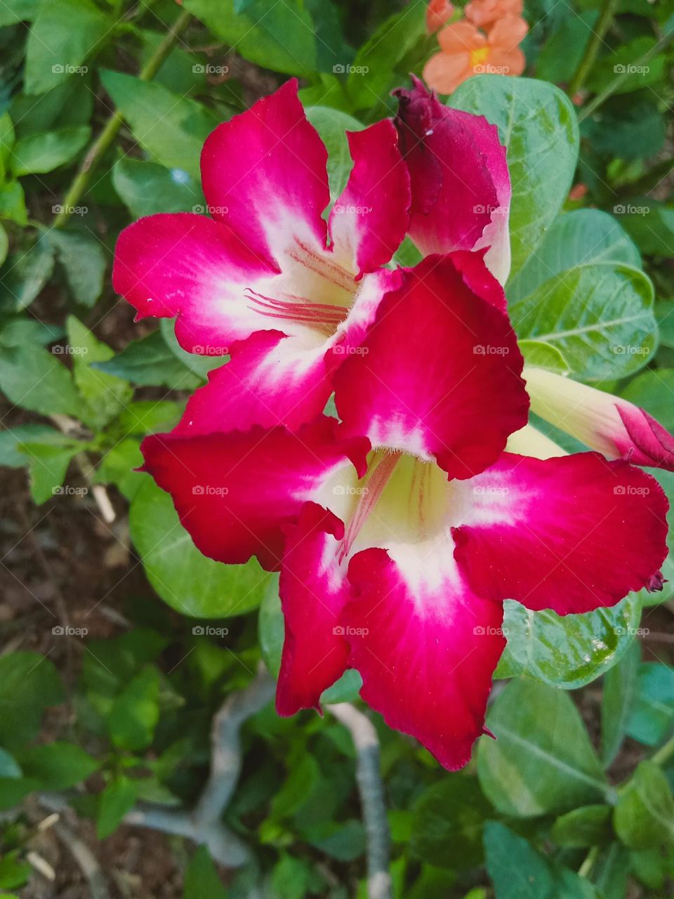 *ravarma vanguvo*  Pure red, Beautiful flowers, Nature, Twins