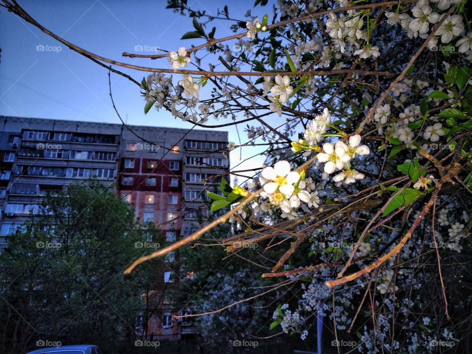 house & flowers