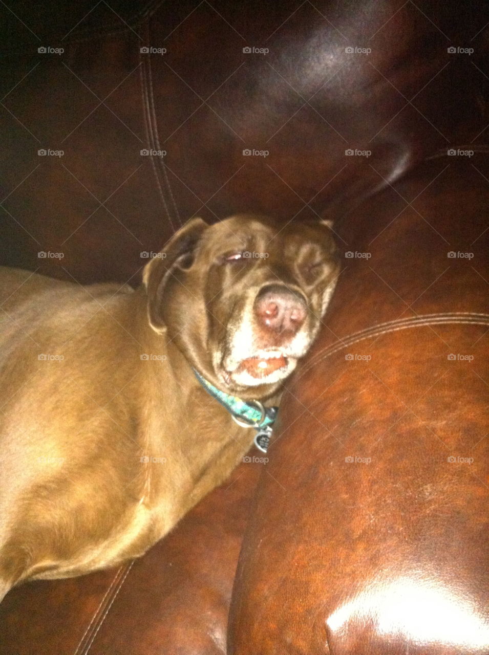 Our Labrador resting with a mashed face