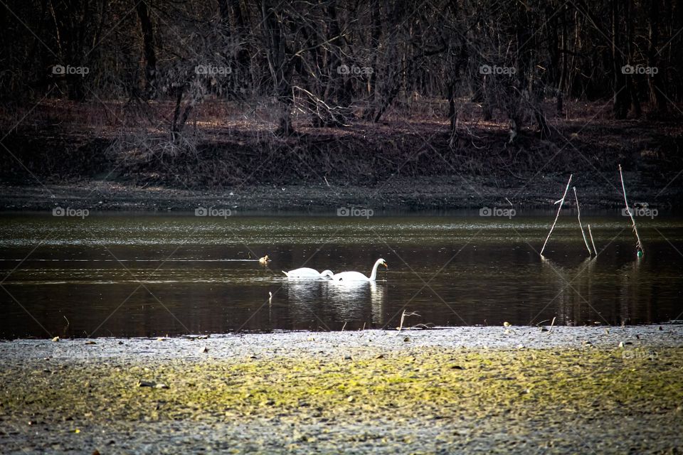 White swans and water birds on the lake