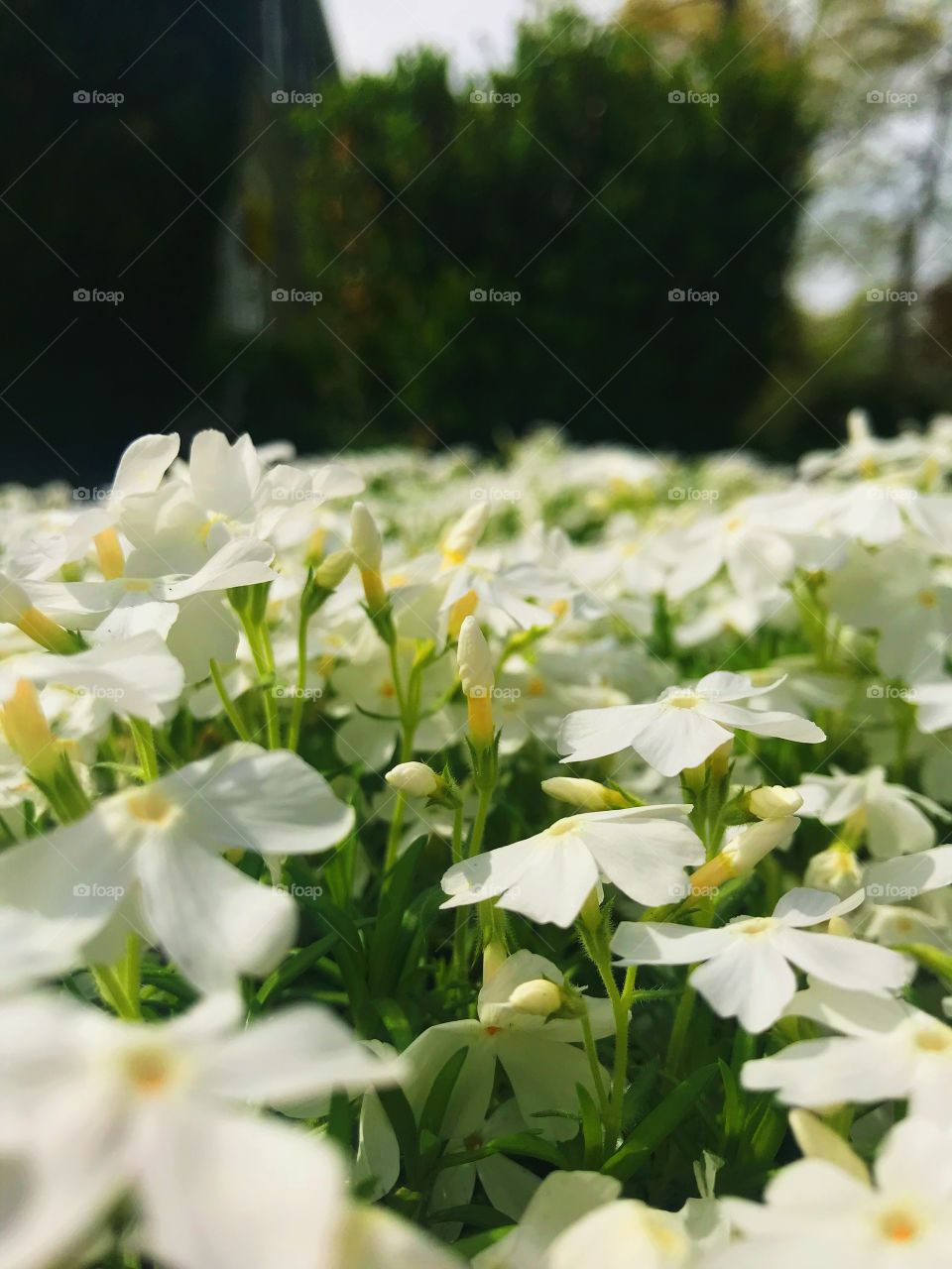 Close up of small white phlox followers blooming in a large, overgrown bush on a warm spring day