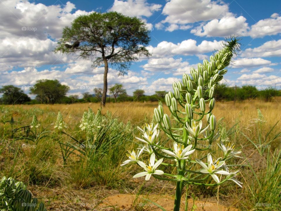 Big white flower with a savannah landscape with camel thorn acaciatree (Vachellia erioloba) on a background in central Namibia, South Africa