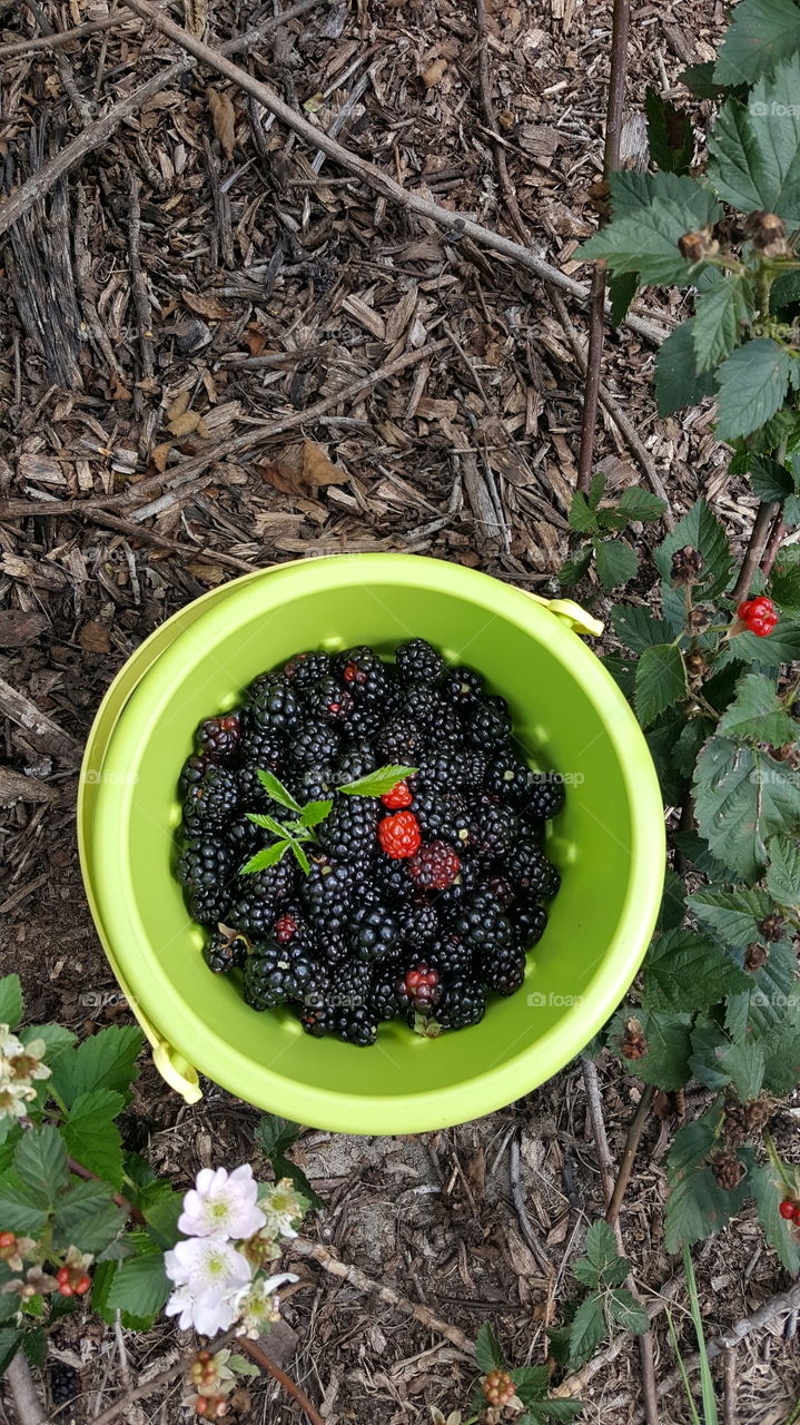Bucket of berries