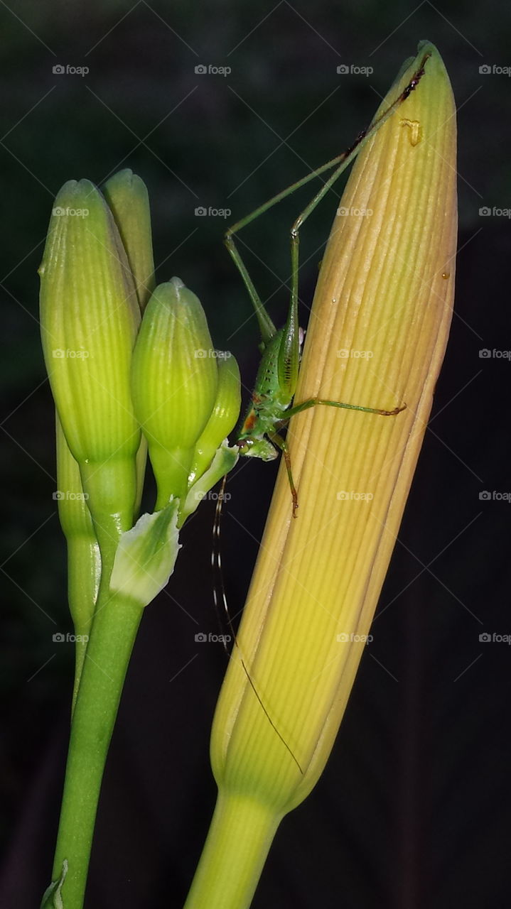 Grasshopper. This little guy was checking out my daylily. 