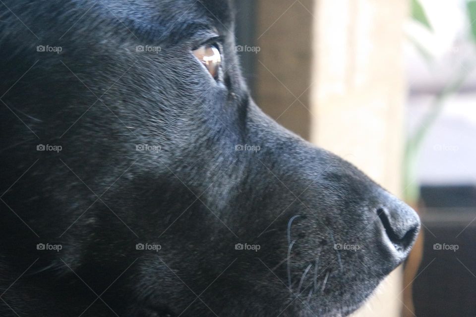 Dog staring into the distance