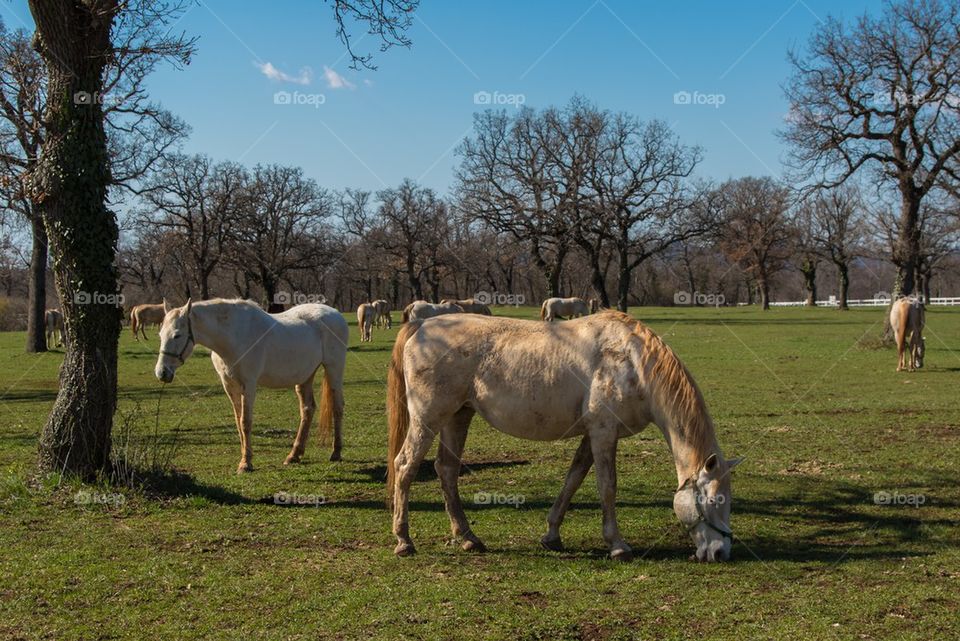 Lipizzaner horses