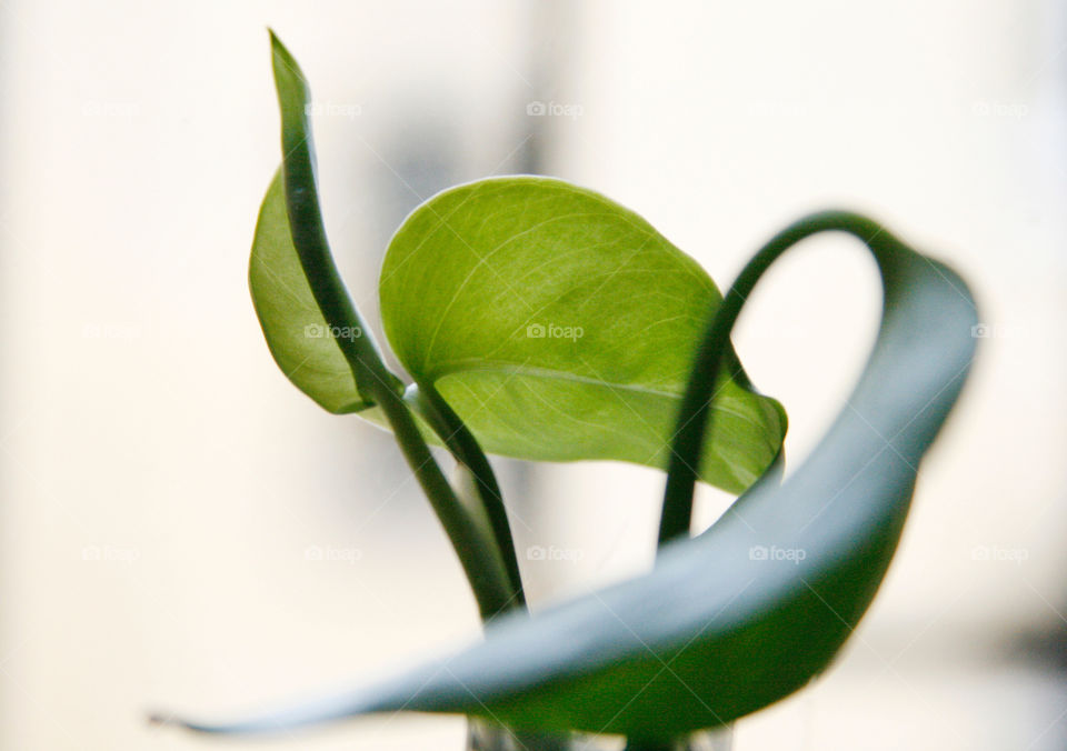 Green leaves 