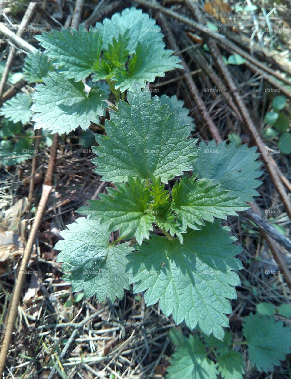 Flora, Nature, Leaf, Herb, Herbal