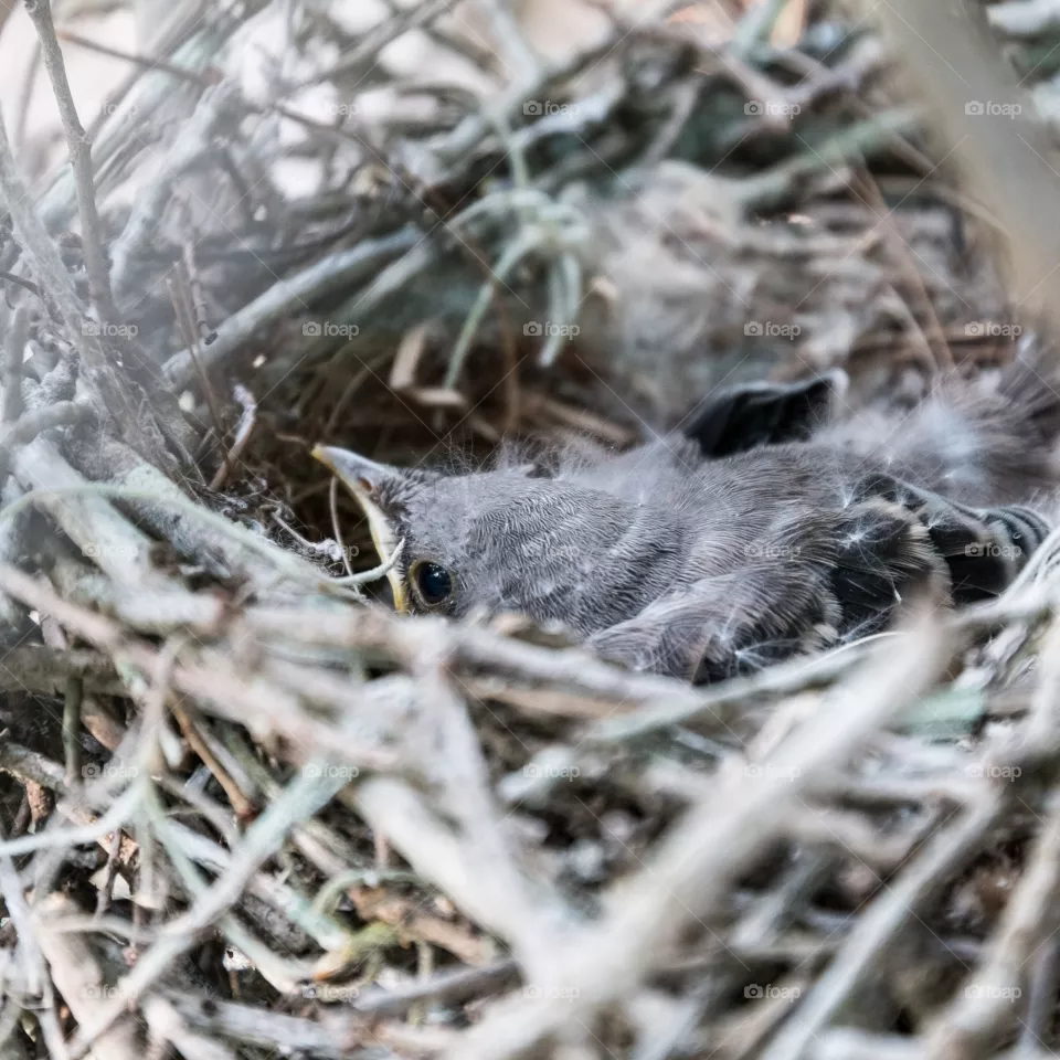 Signs of Spring. Baby birds in a nest. These are mocking bird chicks.