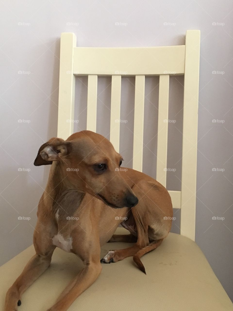 Amber the Italian greyhound puppy sat on a cream coloured chair against marshmallow coloured wall in the kitchen
