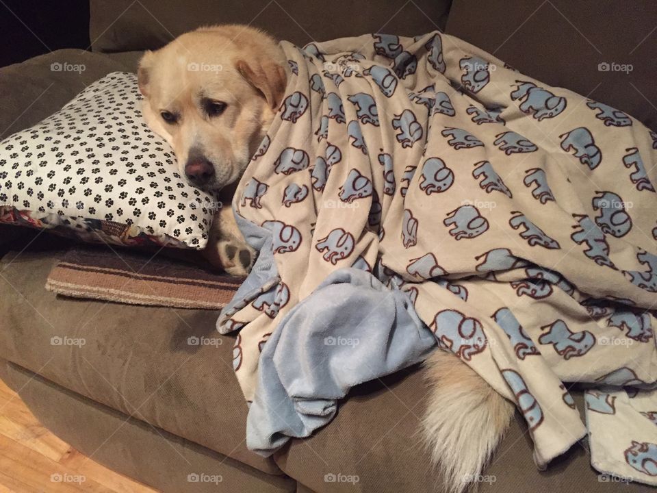 Snug as a dog in a rug 