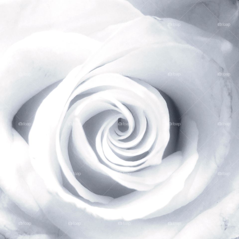 White Rose