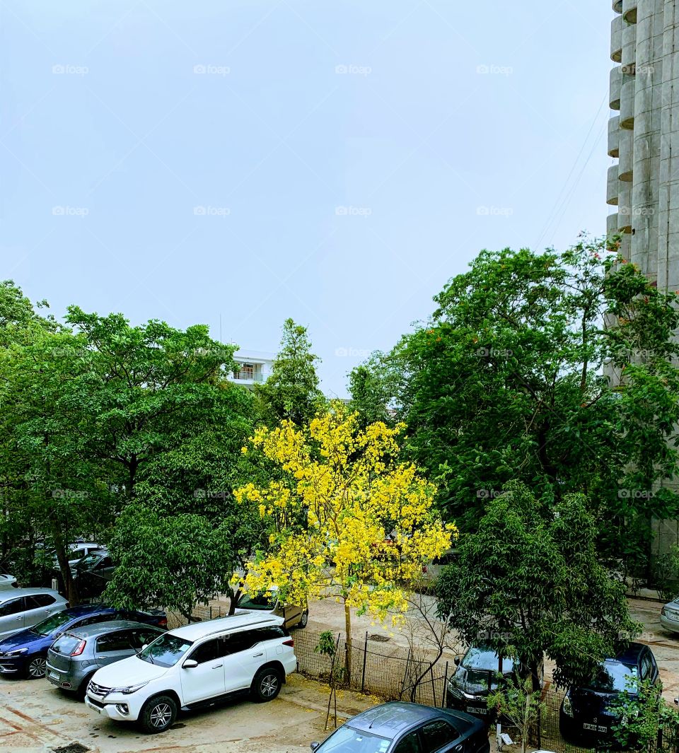 Golden shower Tree