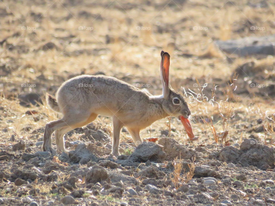 Jackrabbit eating a carrot 