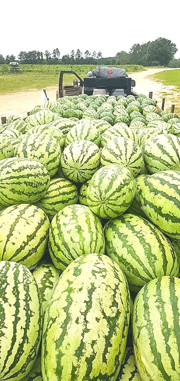 Watermelons ready for transport 