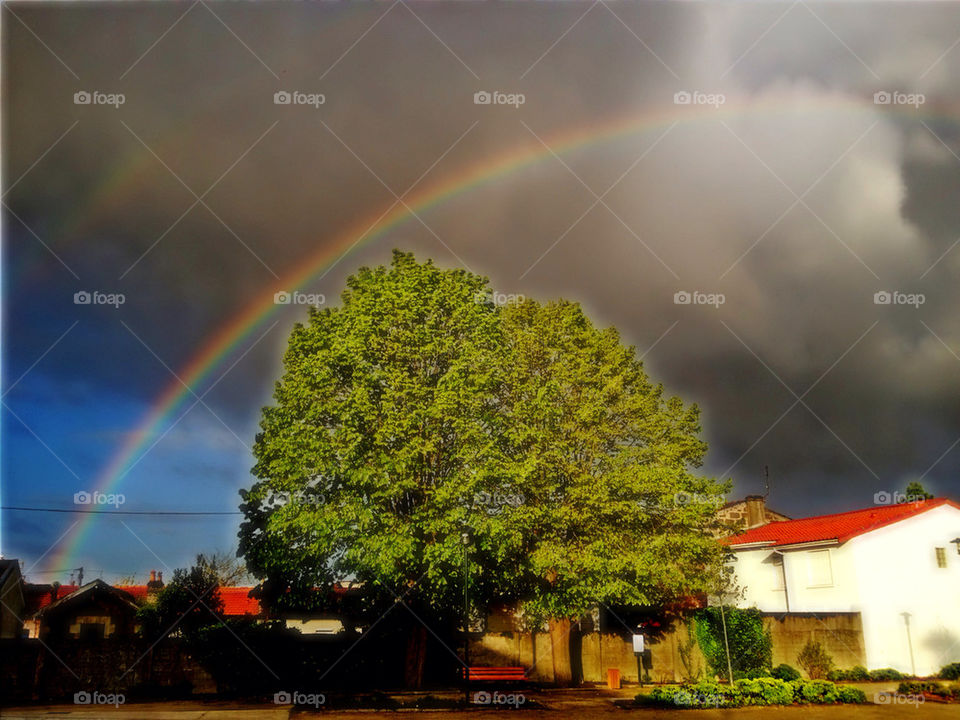 nature color tree rainbow by winston