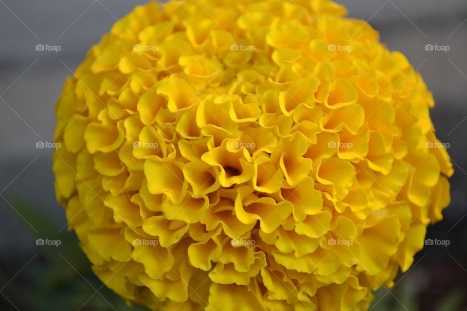 Close-up of blooming marigold flower