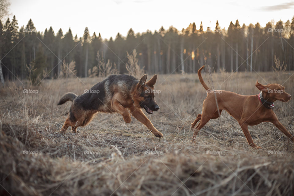 German shepherd young male dog playing with Hungarian vizsla dog outdoor at a spring evening