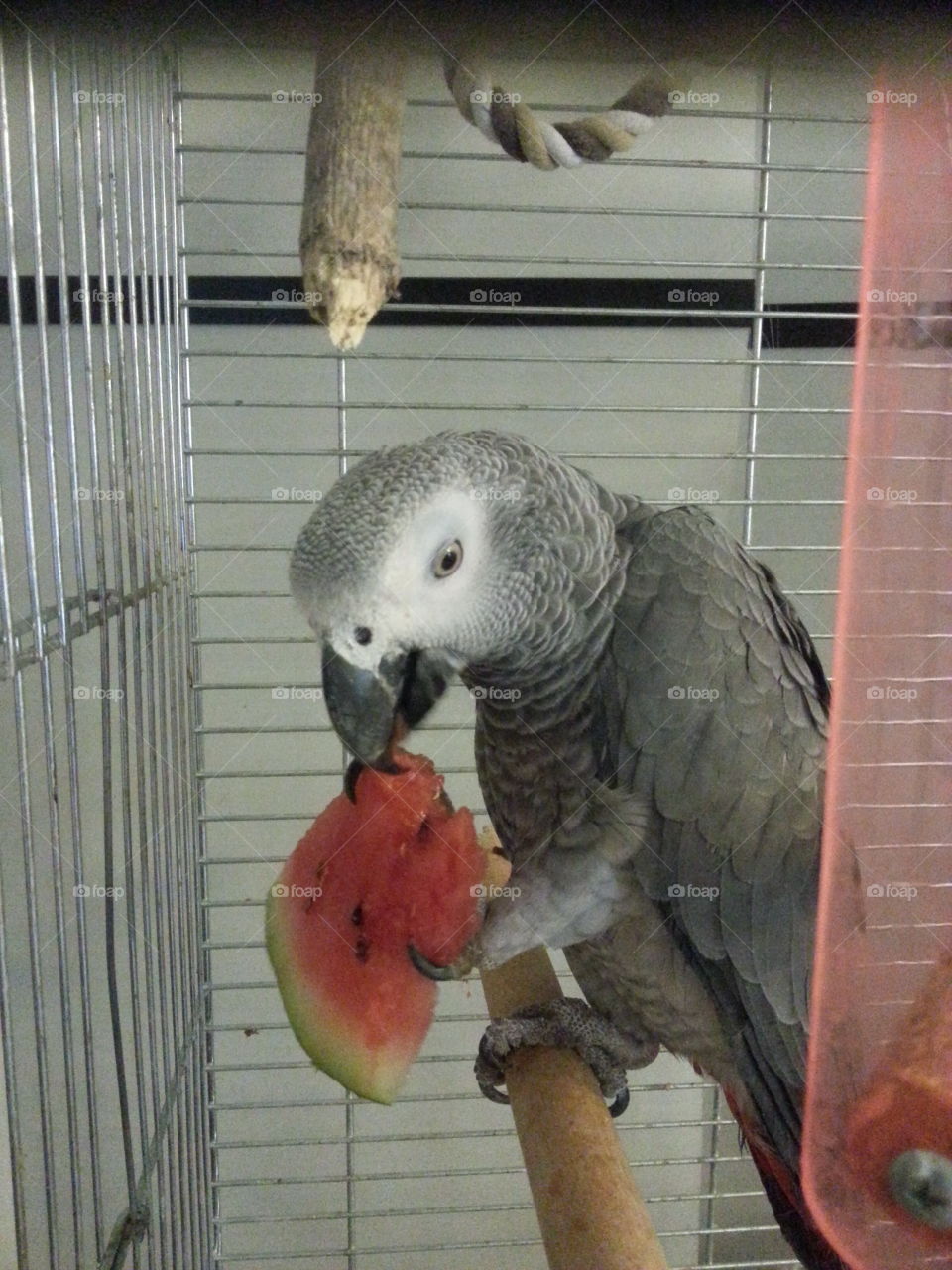 africangrey parrot eating watermelon