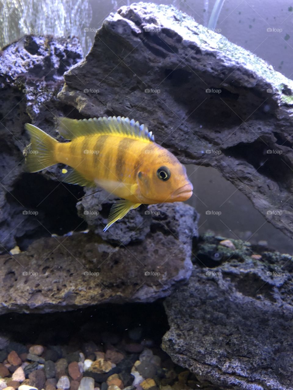 Yellow finned
