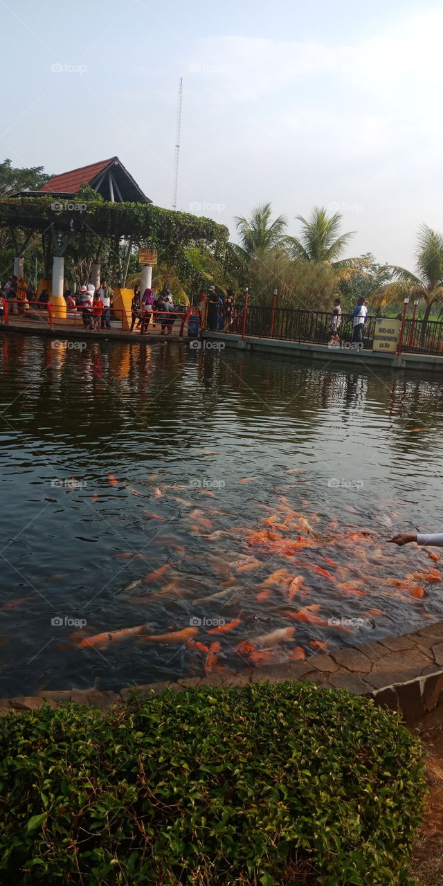 kolam ikan