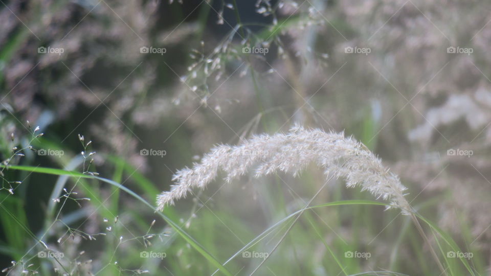 Soft grass